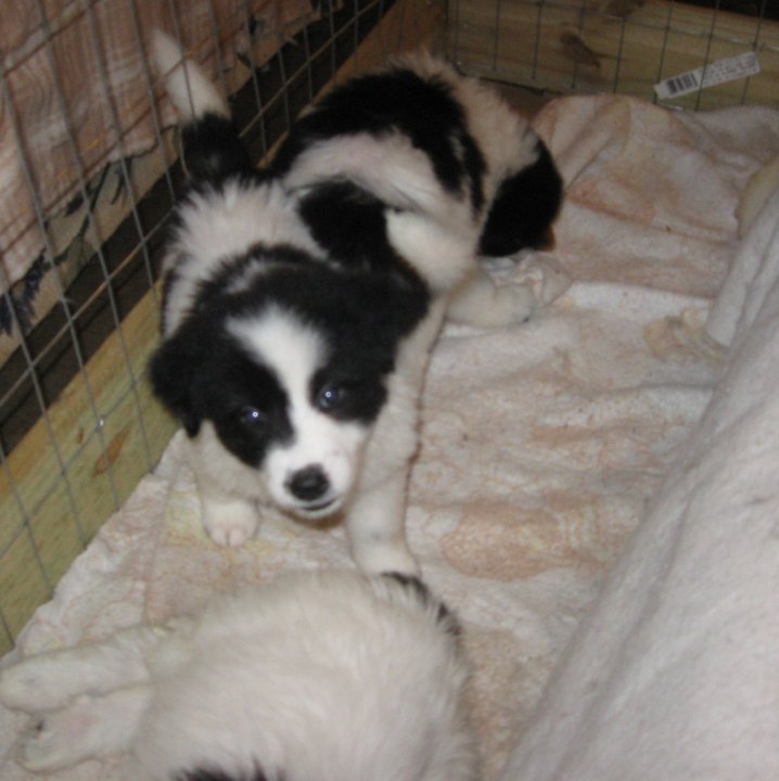 Sharon Drube's album, Zira and the Shakespeare pups