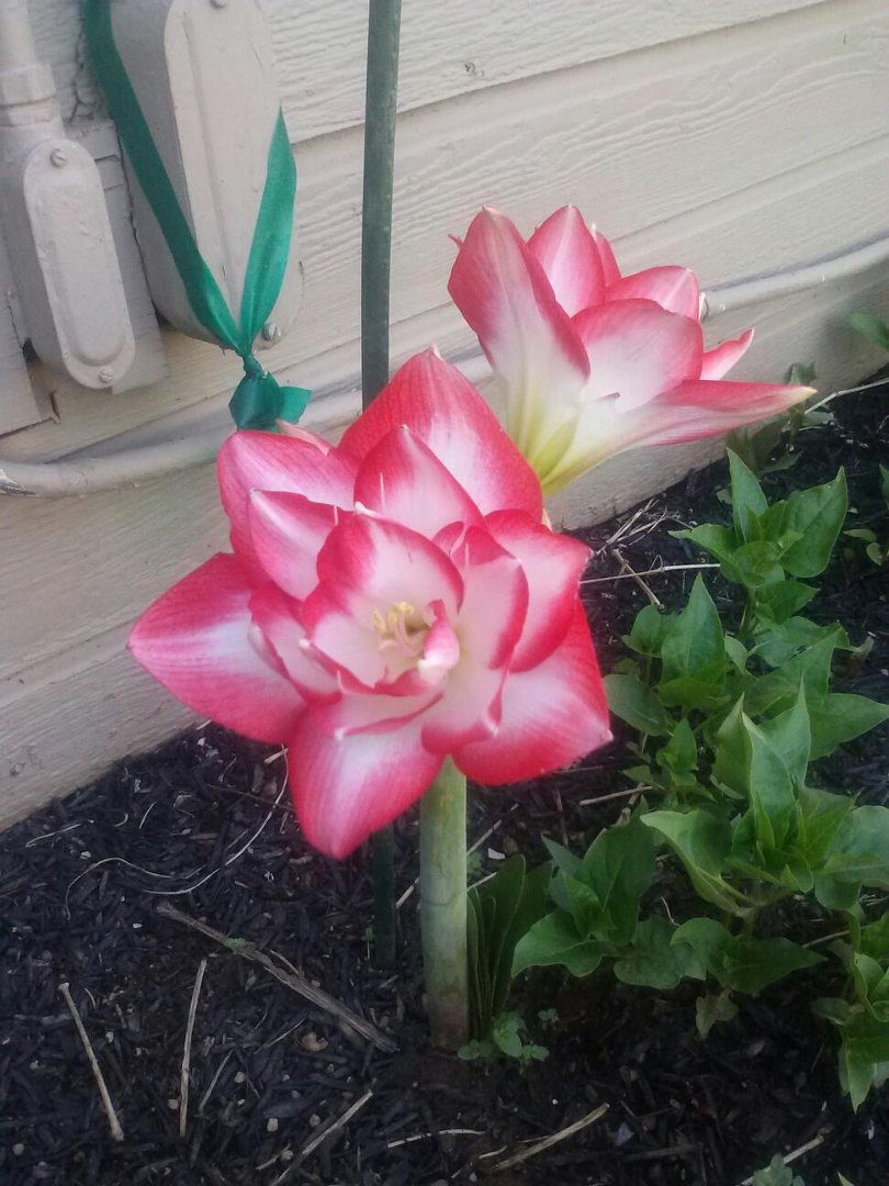 Barbara Barr's album, Mobile Uploads