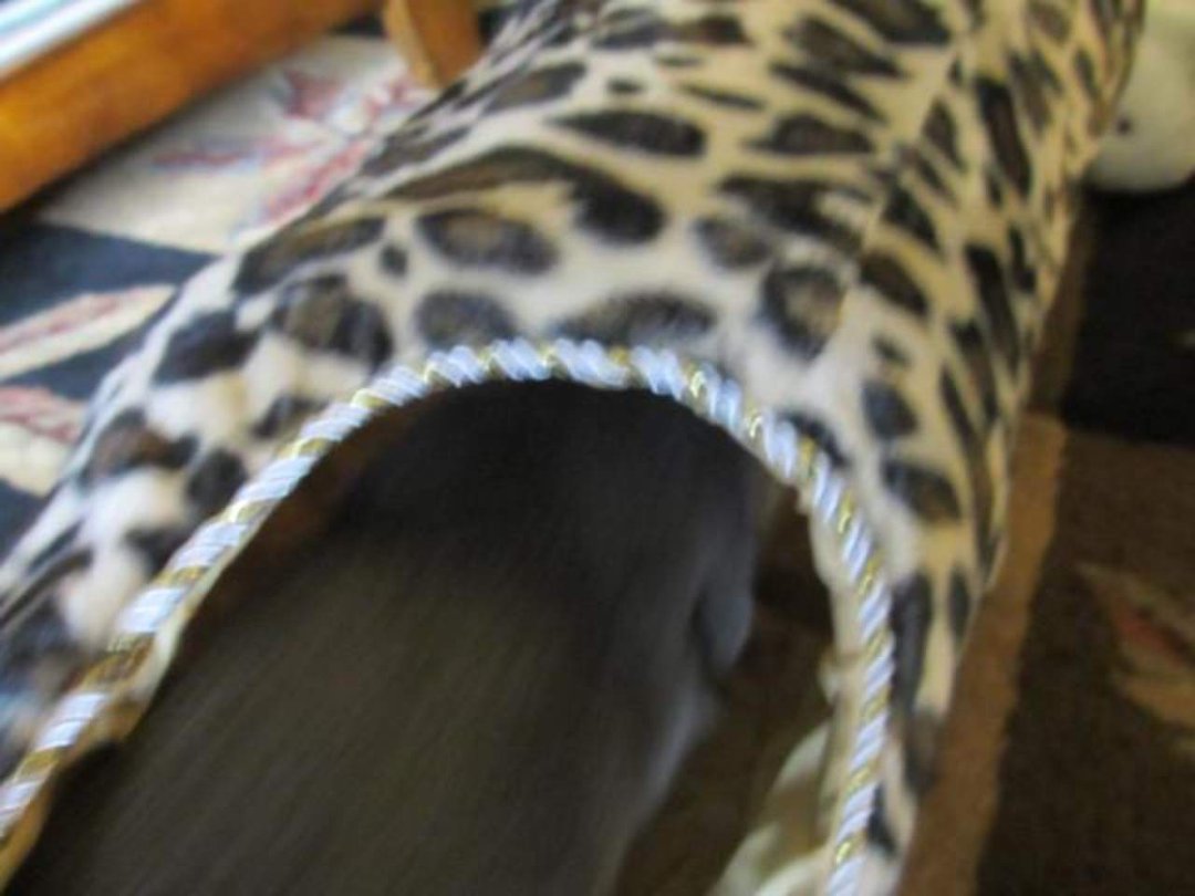 Joyce Pakos' album, Astrid's new kitty tunnel