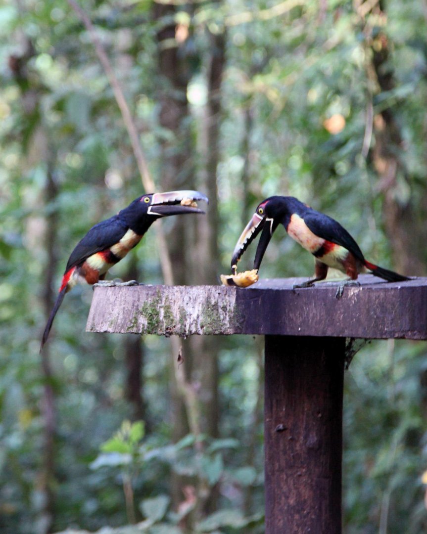 Mark Gorin's album, Bird we saw