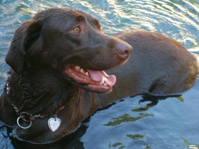 Rodger Darnall's album, Coco and Gavin