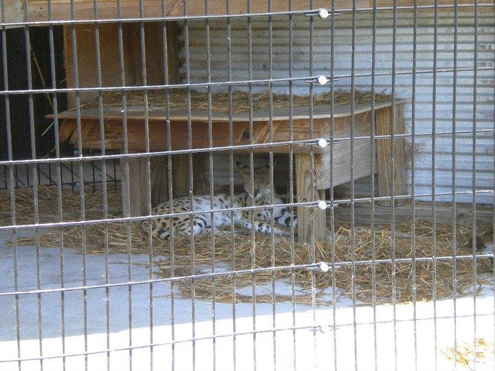 Crystal Hester's album, Alligator Adventure with Danny 2010