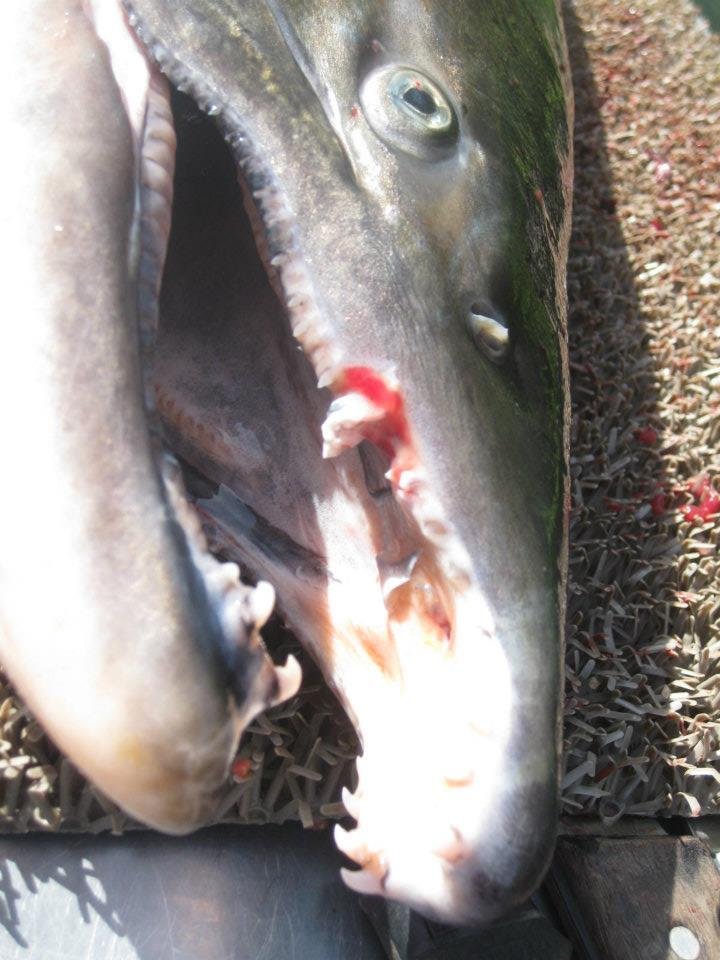 Steve Vasconcellos' album, fish on