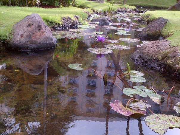 Nancy Weingrow's album, Cover Photos