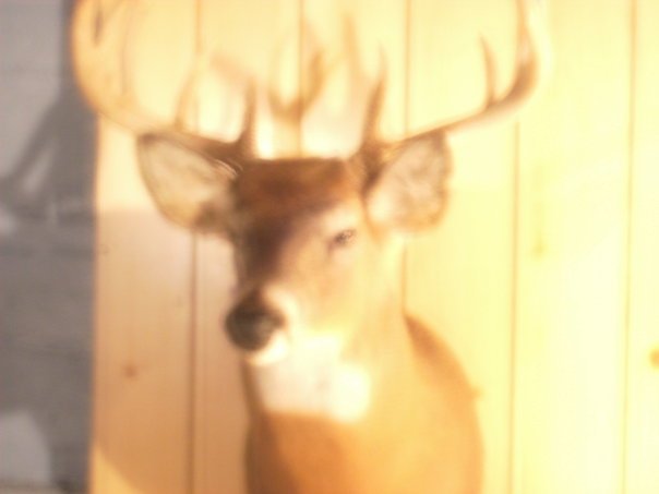 Daniel Garza's album, buck!