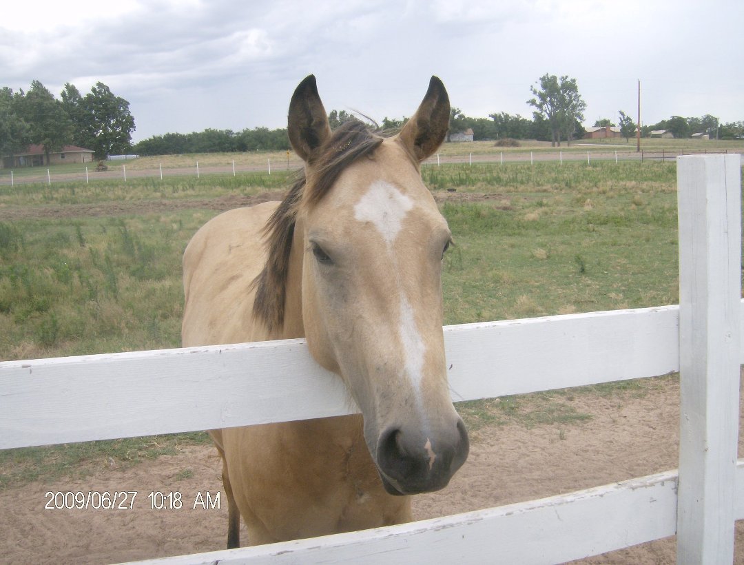 Harry Jacobs' album, some of our horses