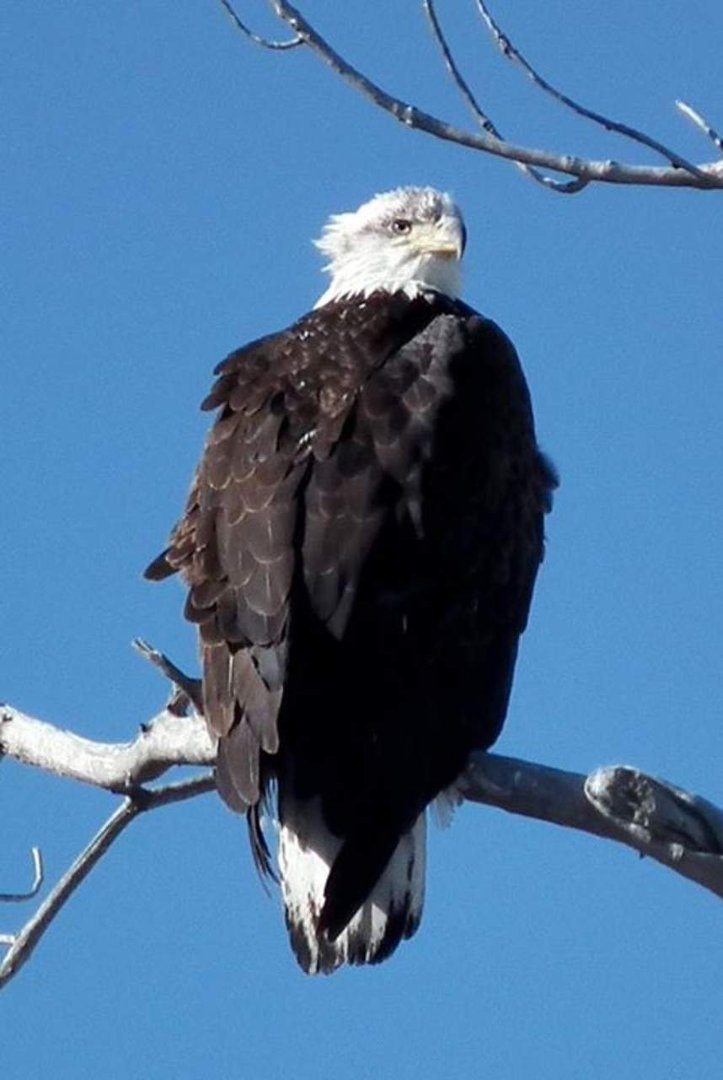 David Ullrich's album, Colorado Wildlife