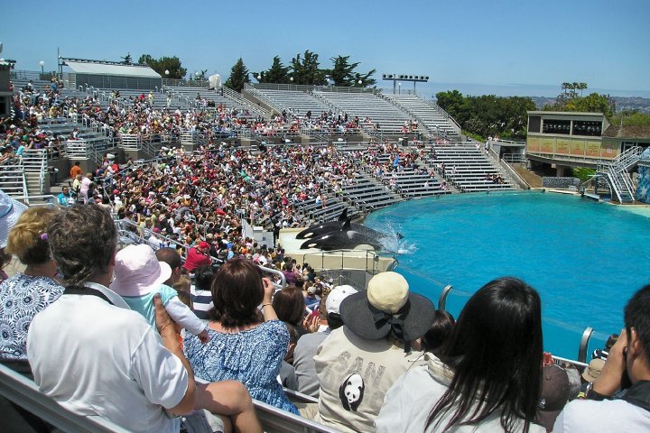 Jean Pizzola's album, Seaworld and Arizona
