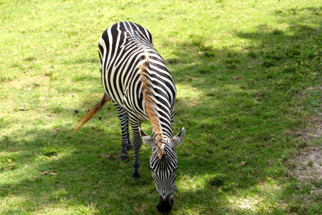 Jon Cluff's album, Busch Gardens Safari