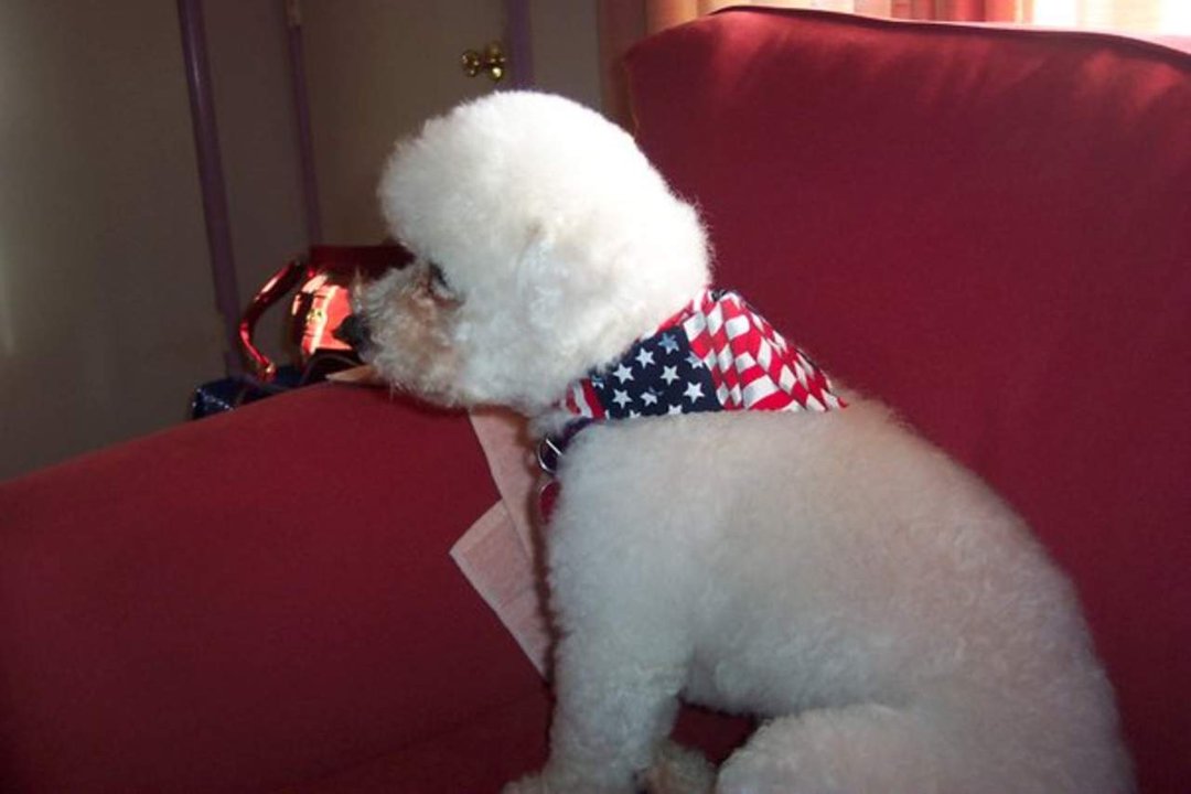 Kari McAllister's album, Scruffy the puppy