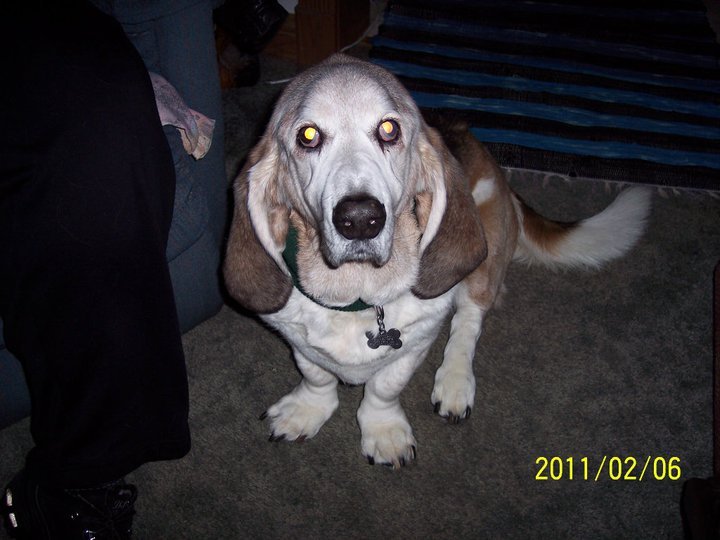 Janet Lampton's album, superbowl packerbackers