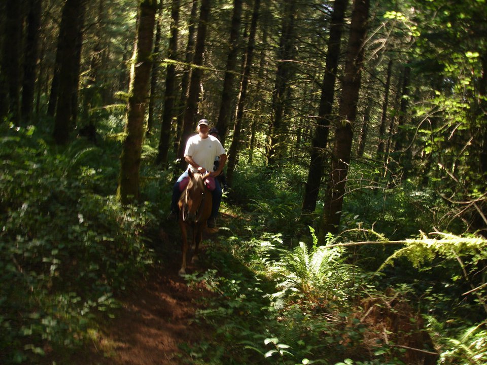 Carla Swearingen's album, August 2011 Horses