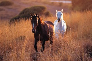 Jeri Hansen's album, Cover Photos
