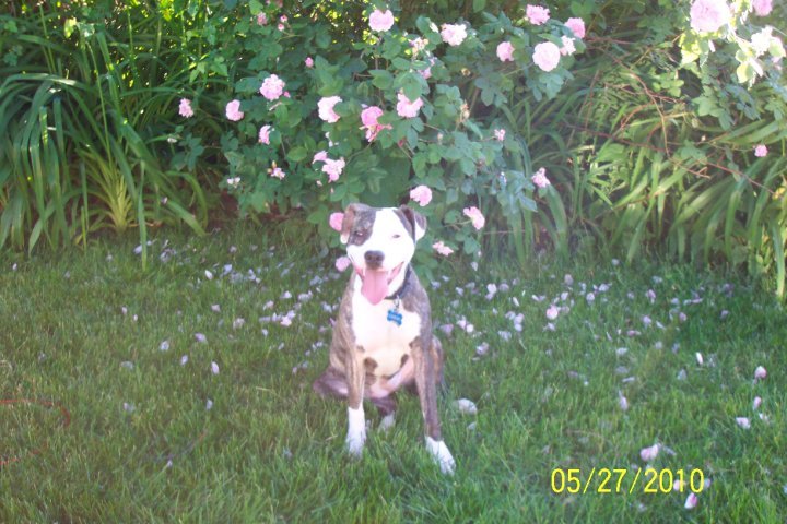 William Hartz's album, My Pets