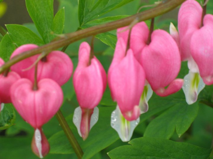 Peggy Klinger's album, Cover Photos