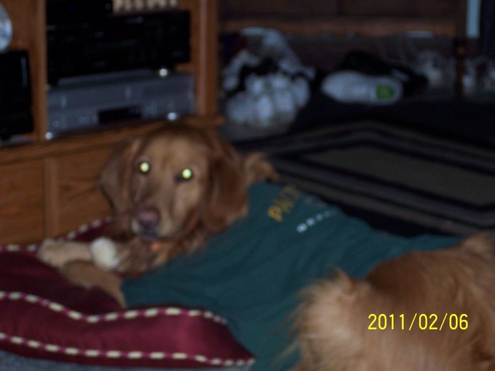 Janet Lampton's album, superbowl packerbackers