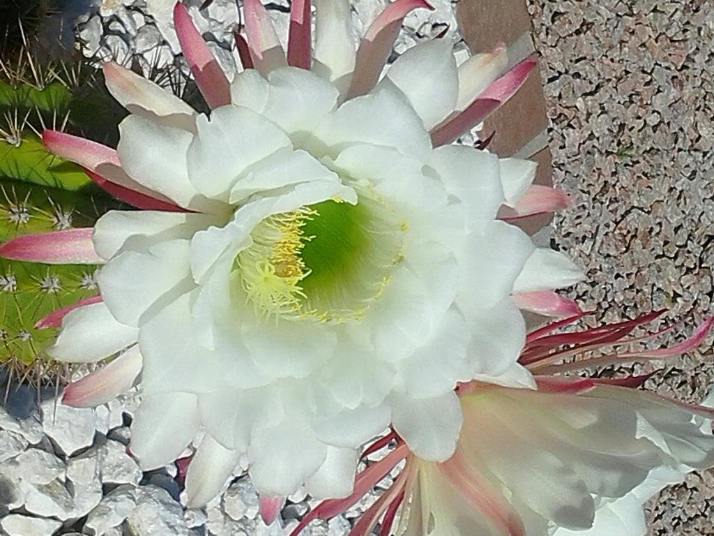 David White's album, Mobile Uploads