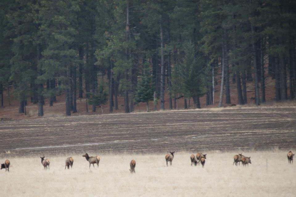 Donna Fladager's album, Lots of Wildlife