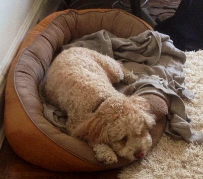 Zack Gilbert's album, iOS Photos