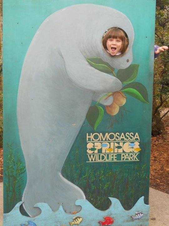 jerri burdo's album, visiting the manatees