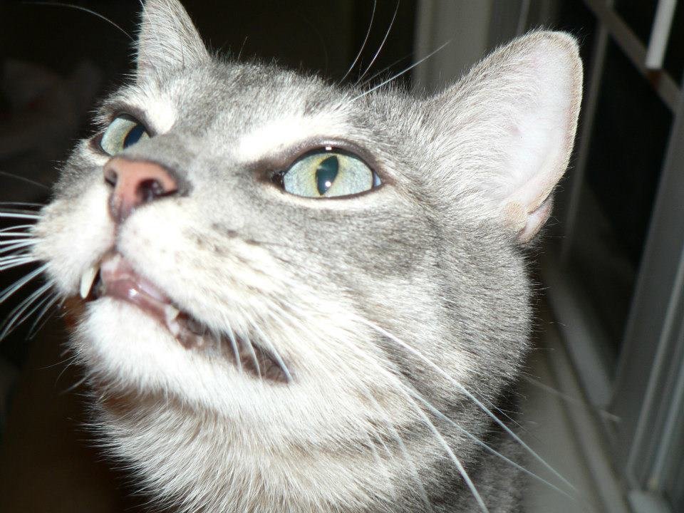 Peter Hibbard's album, Our Cats
