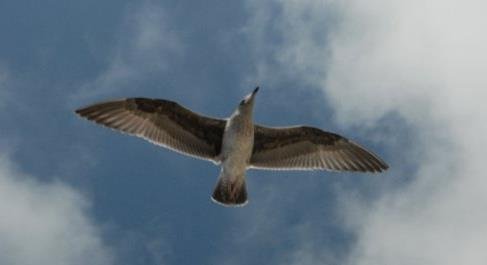 Cindy von Hoffmann's album, Cover Photos