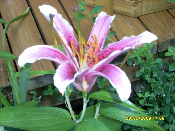 Sandy Adamski's album, Pretty Flowers