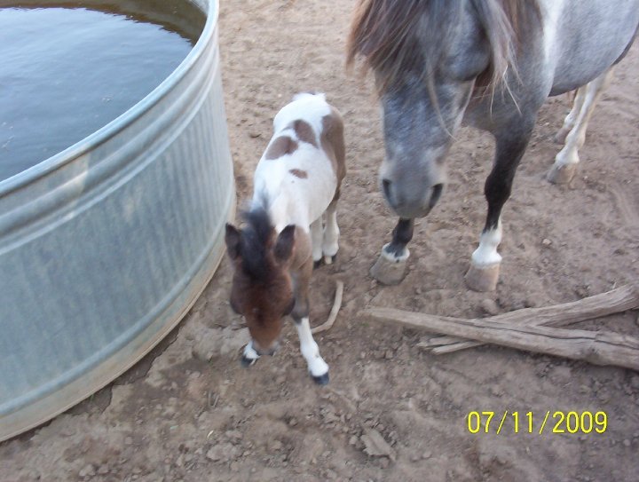 Kathy Grim's album, pets, pets and more pets