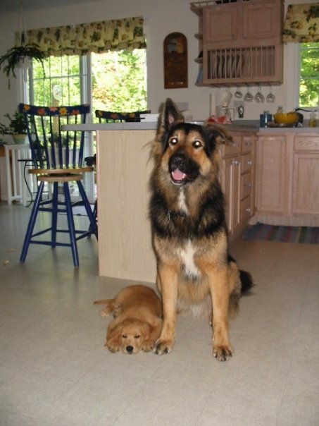 Robyn Lane's album, My dogs