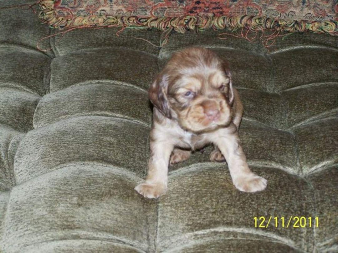Danny Applegate's album, Puppies