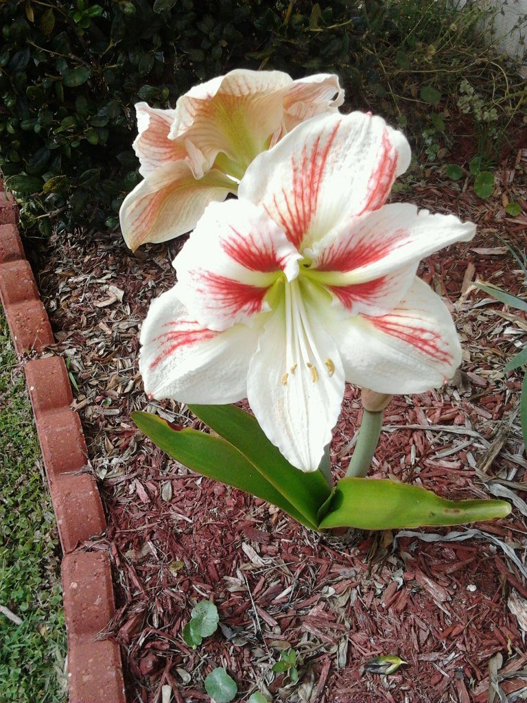 Beverly Drewry-Servati's album, Mobile Uploads