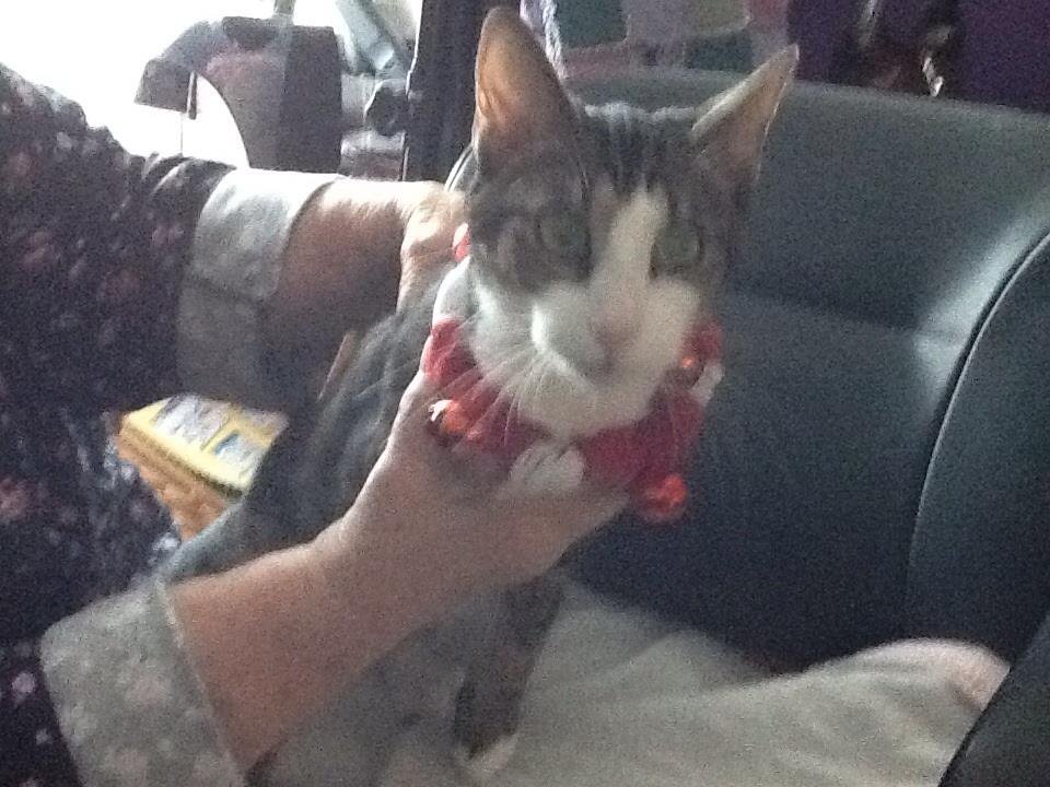 Carol Bechter's album, iOS Photos
