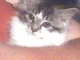 Vicky Dunlap's album, KITTENS