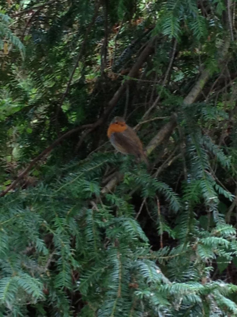 Thomas Atherton's album, IBird Photos
