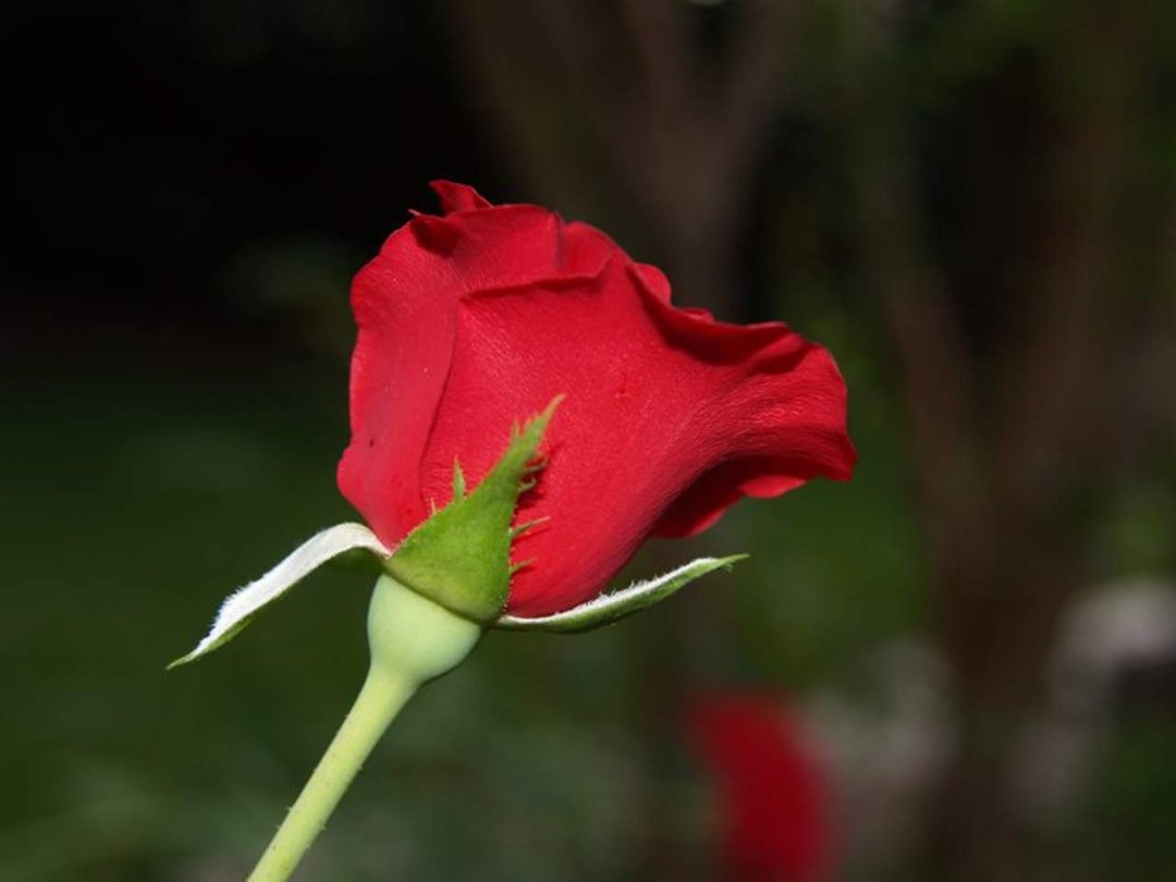 Tex Hayes' album, Roses and such