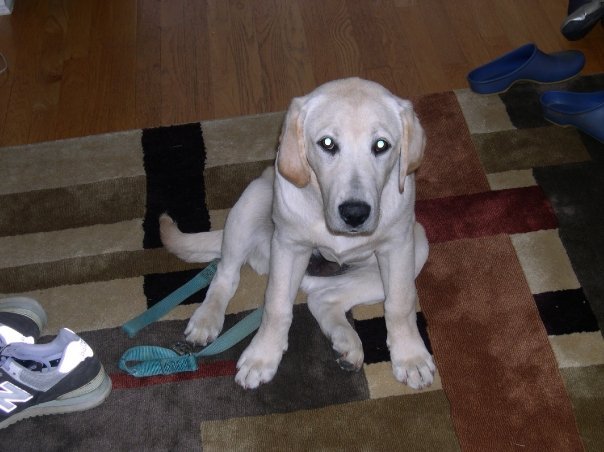 Sharon Burkert's album, Buddy