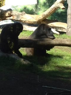 Roy Pickering's album, San Diego Zoo
