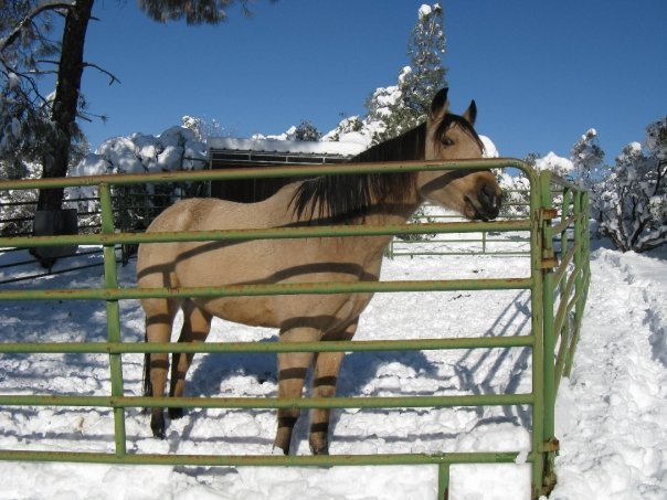Roger Latimer's album, Snow