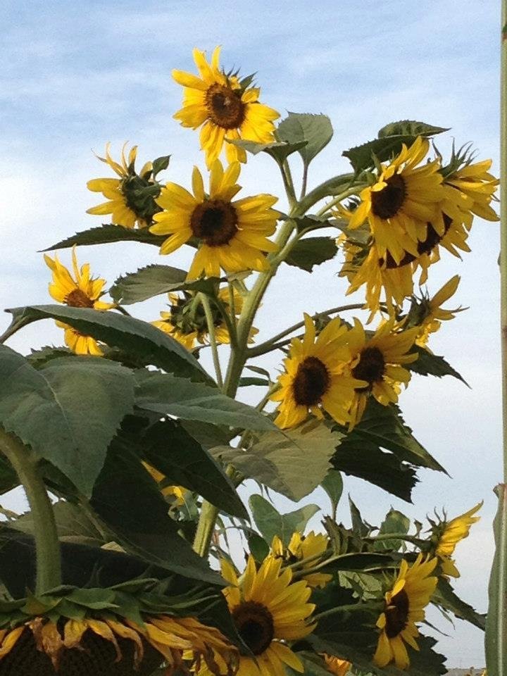 Michael Martin's album, Suzies Farm Autumnal Equinox Dinner
