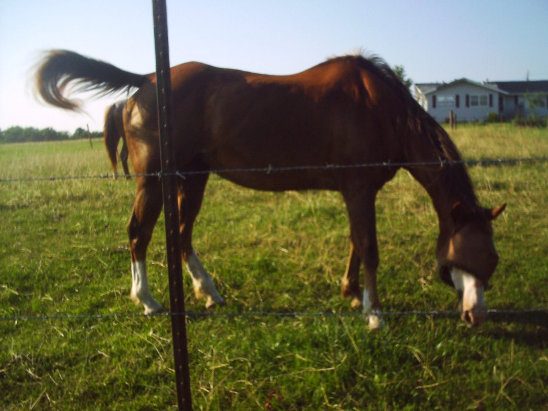 James Howe's album, horses