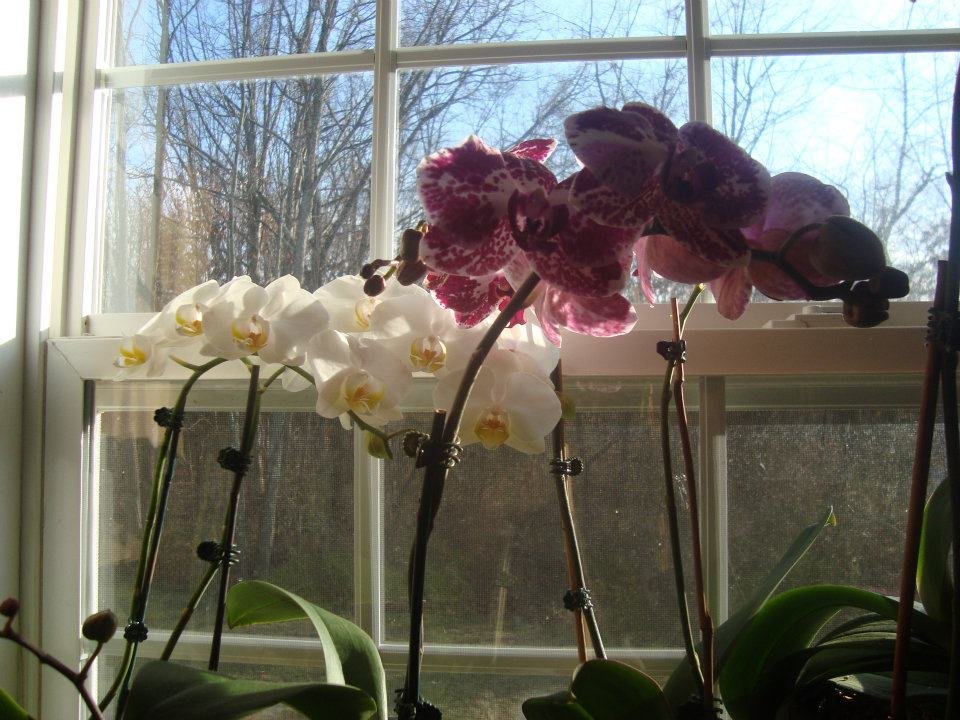 Marshall Chase's album, Cheryl's Kitchen Window Orchids