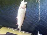 Troy Landauer's album, fishing