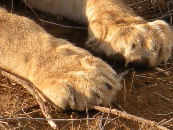 Lisa Orr's album, Samburu Safari, October 2009