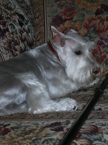 Laurel Rubin Wolf's album, Profile Pictures