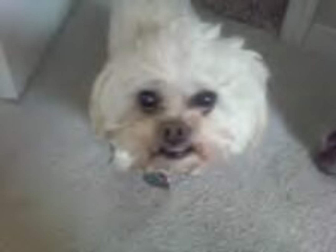 Patty Lowe's album, Mobile Uploads