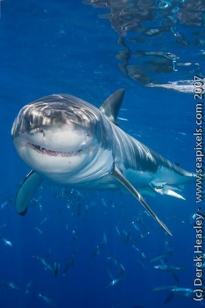 John Ayres' album, Isla Guadalupe