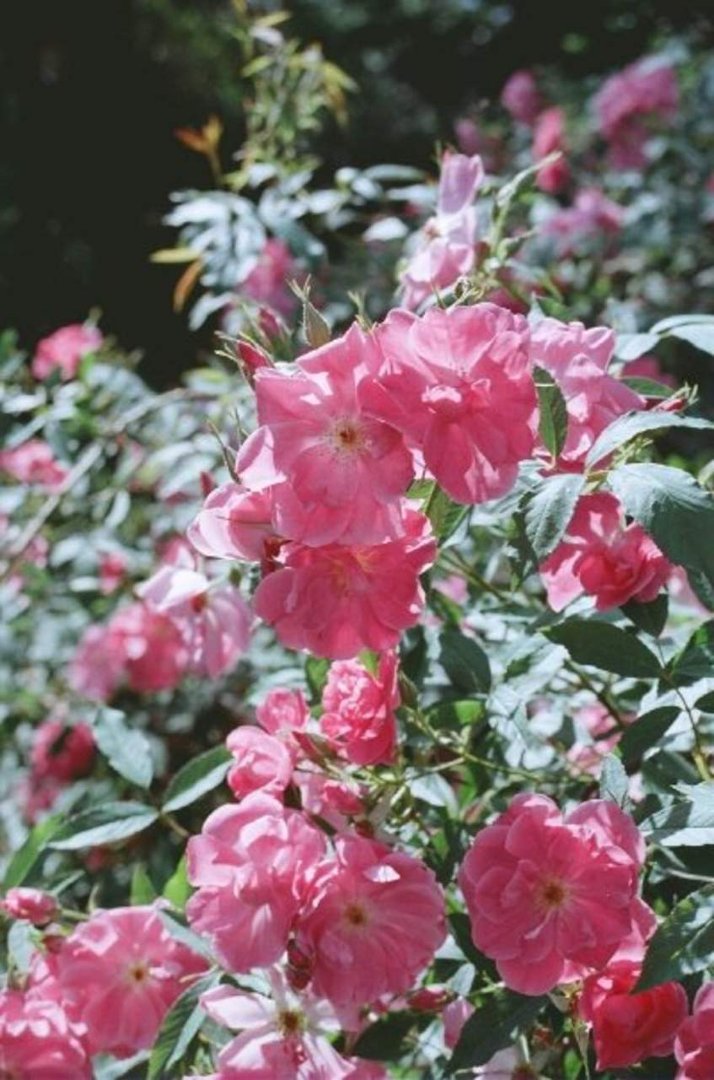Merrick Gould's album, North Carolina 2009