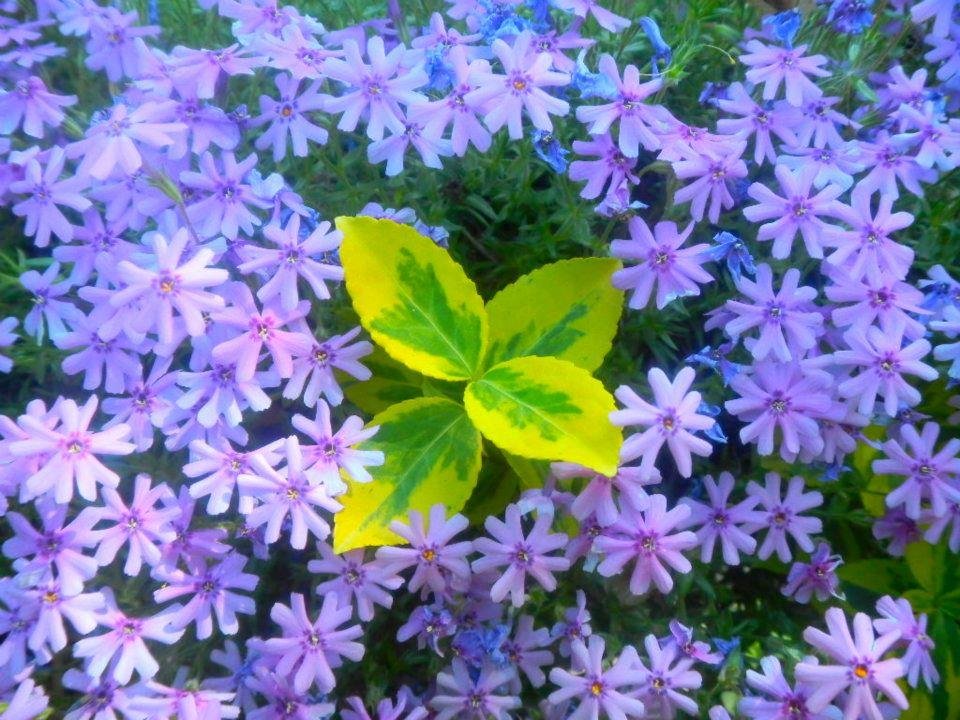 Sharon Lynch's album, Cover Photos