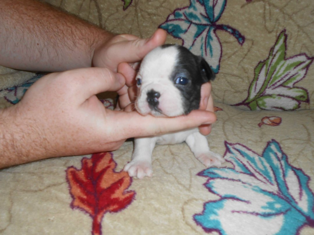 Denise Clark's album, New Babies