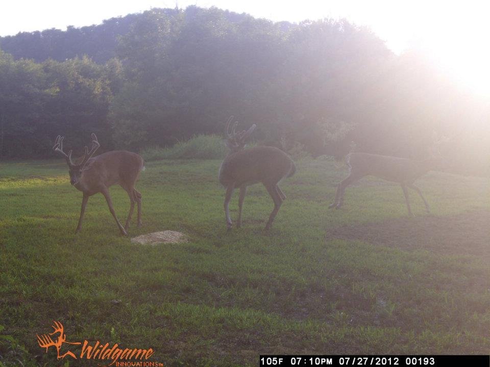 Todd Brouillard's album, Deer Camera